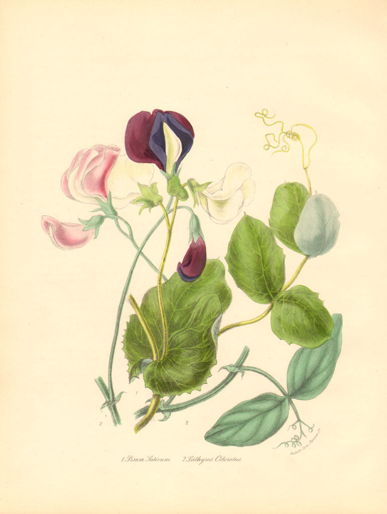PLANTAE UTILIORES. Sweet & Cultivated Pea (Lathyrus odoratus/Pisum)BURNETT 1842